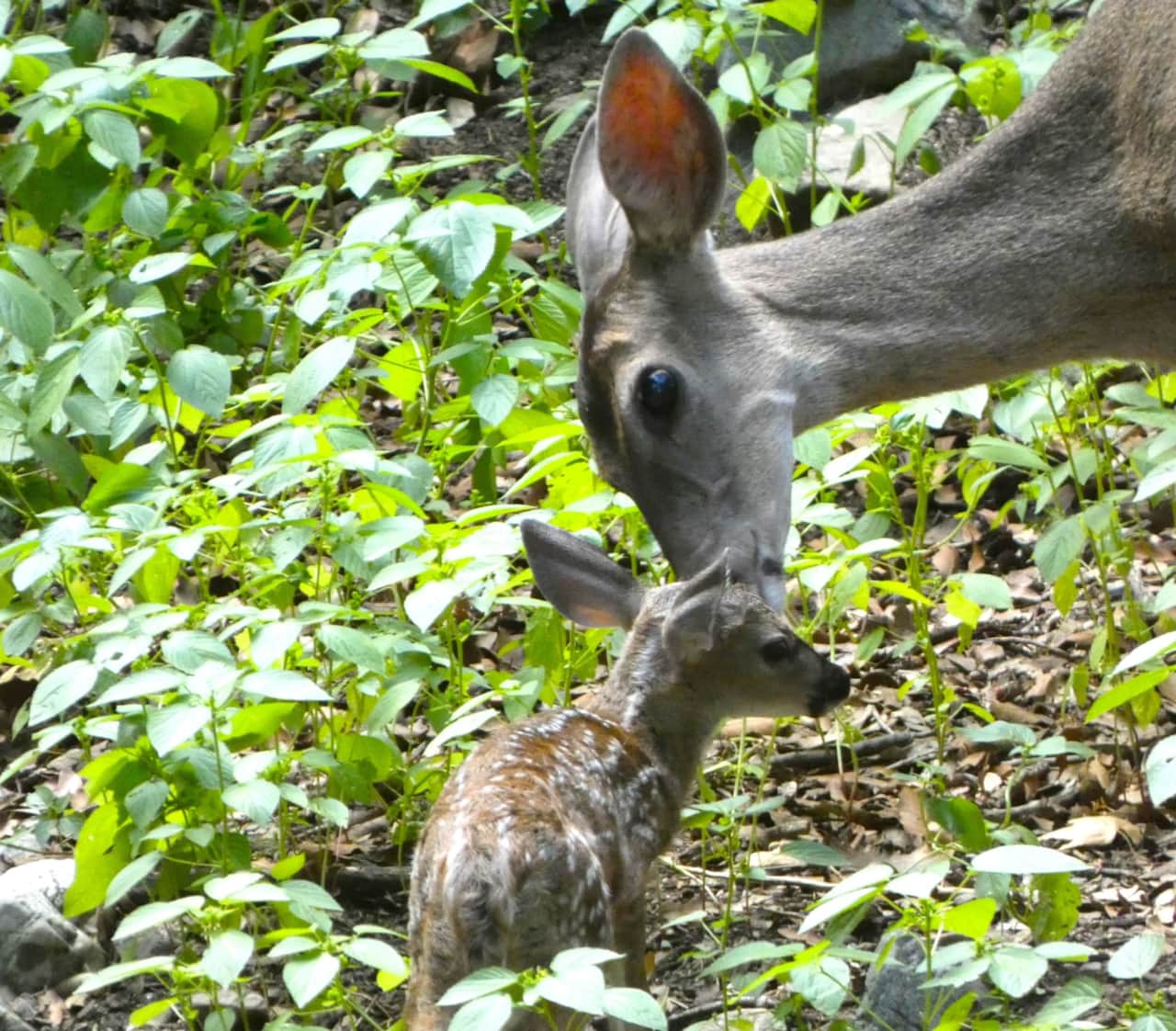Fawns are born in August