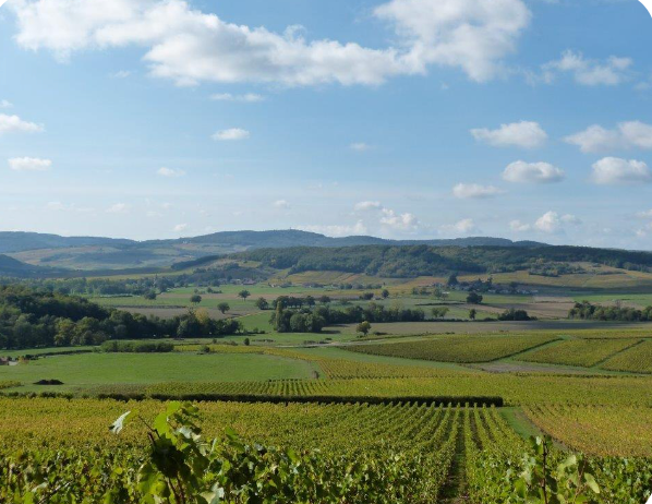 Vignobles autour du gite les Sarmentelles Peronne Sud Bourgogne