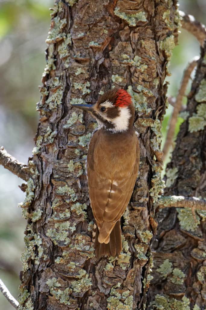 Arizona Woodpecker