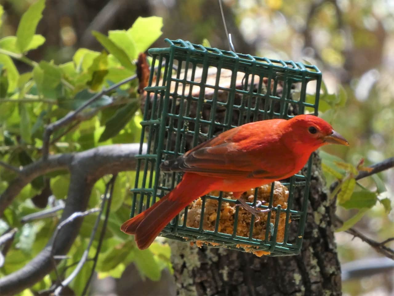 Summer Tanager