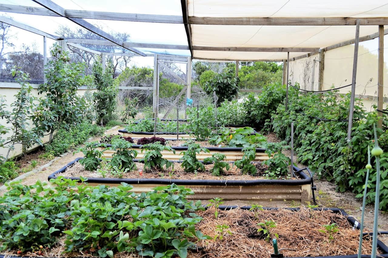 Peace & Plenty's edible garden in spring