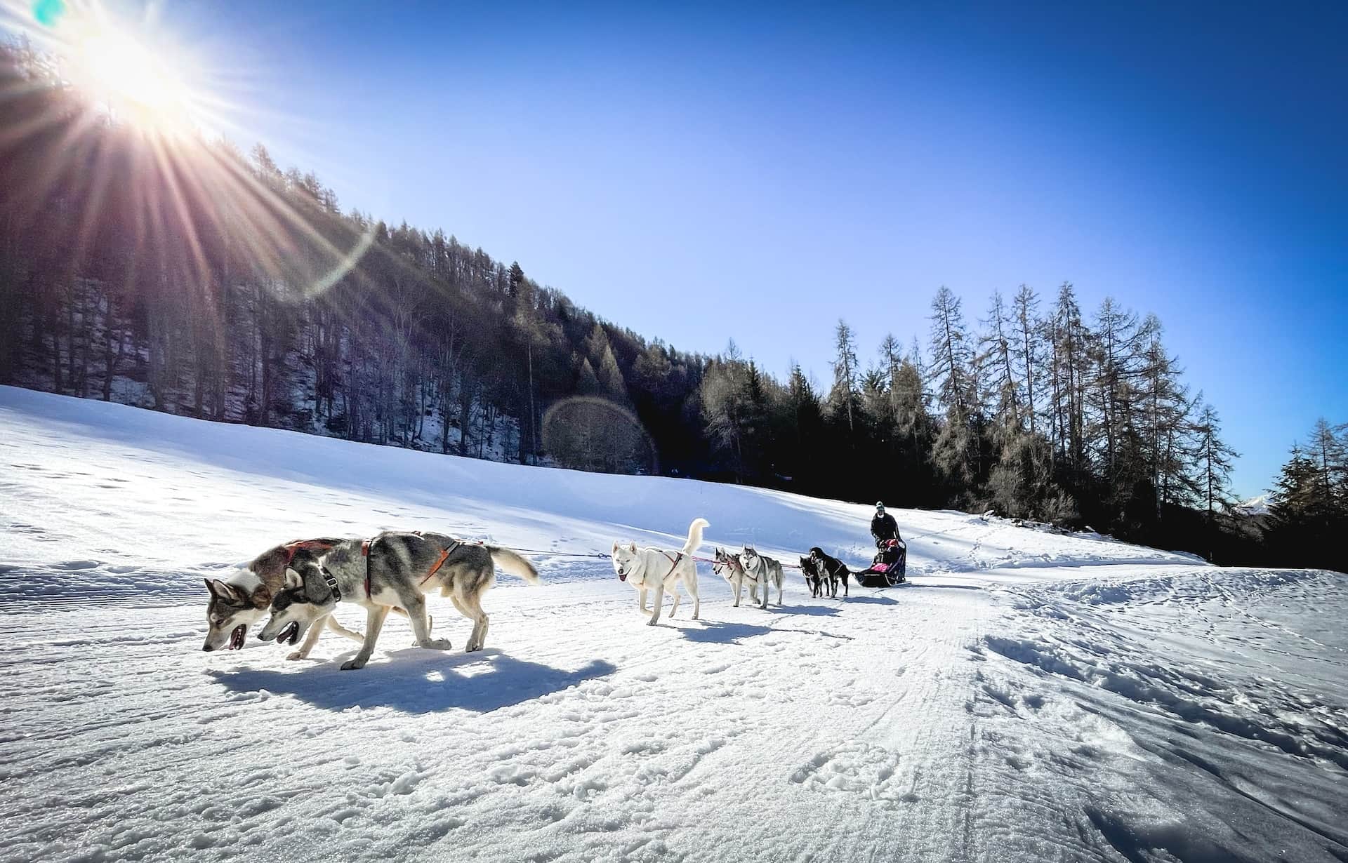 Balade en chiens de traîneau sous le soleil dans la neige, Serre Chevalier Vallée