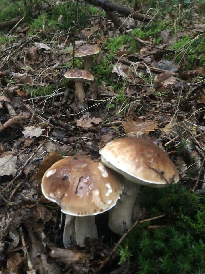 Activité automnale dans les bois du château