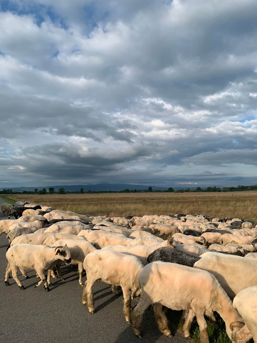 Sheep herding close to Koliba