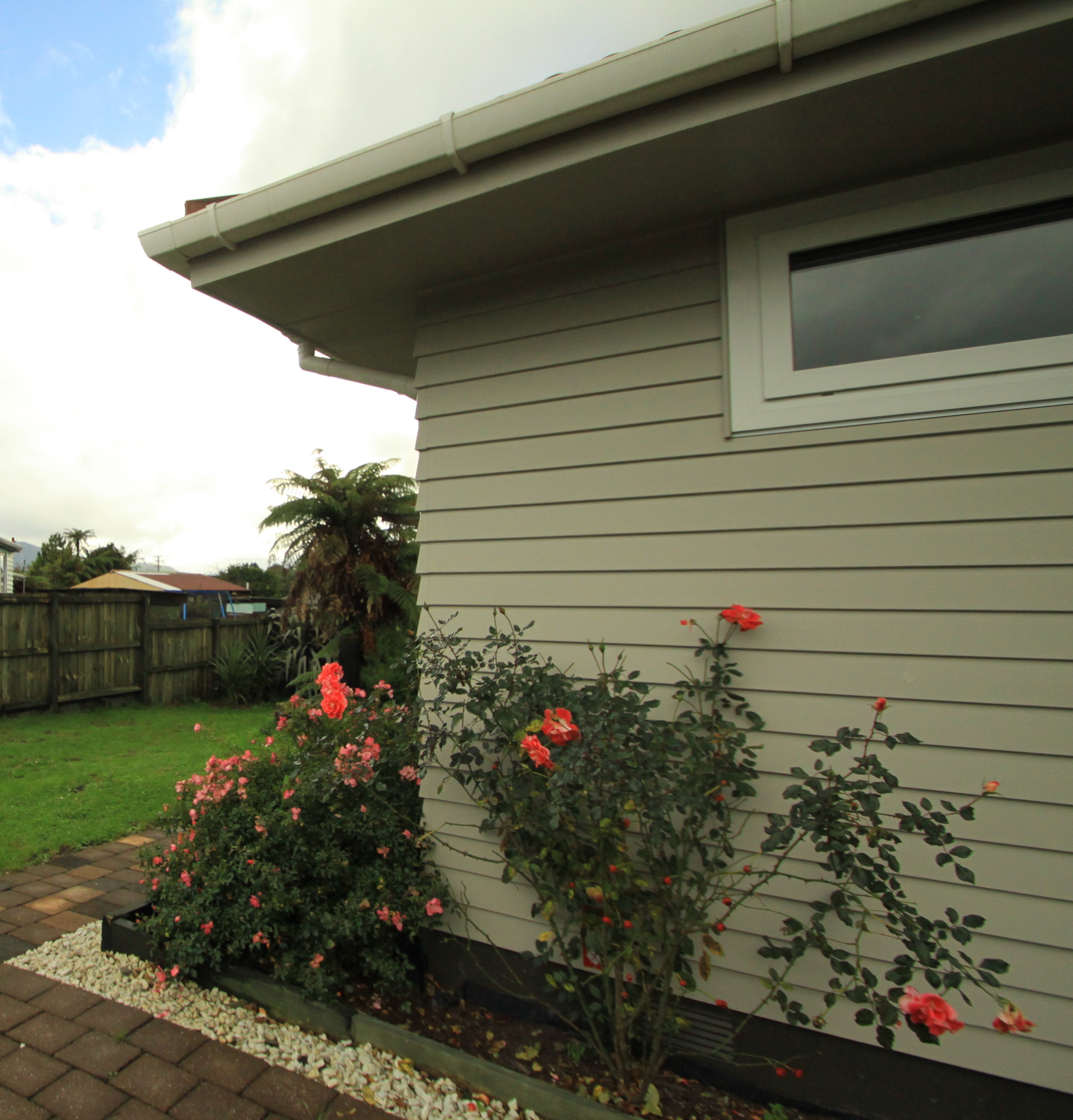 Roses are red, these are pink