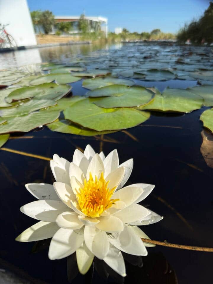 Os nossos nenúfares