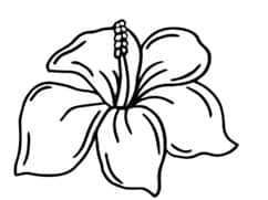 Hibiscus    Apartment        