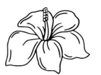 Hibiscus    Apartment        