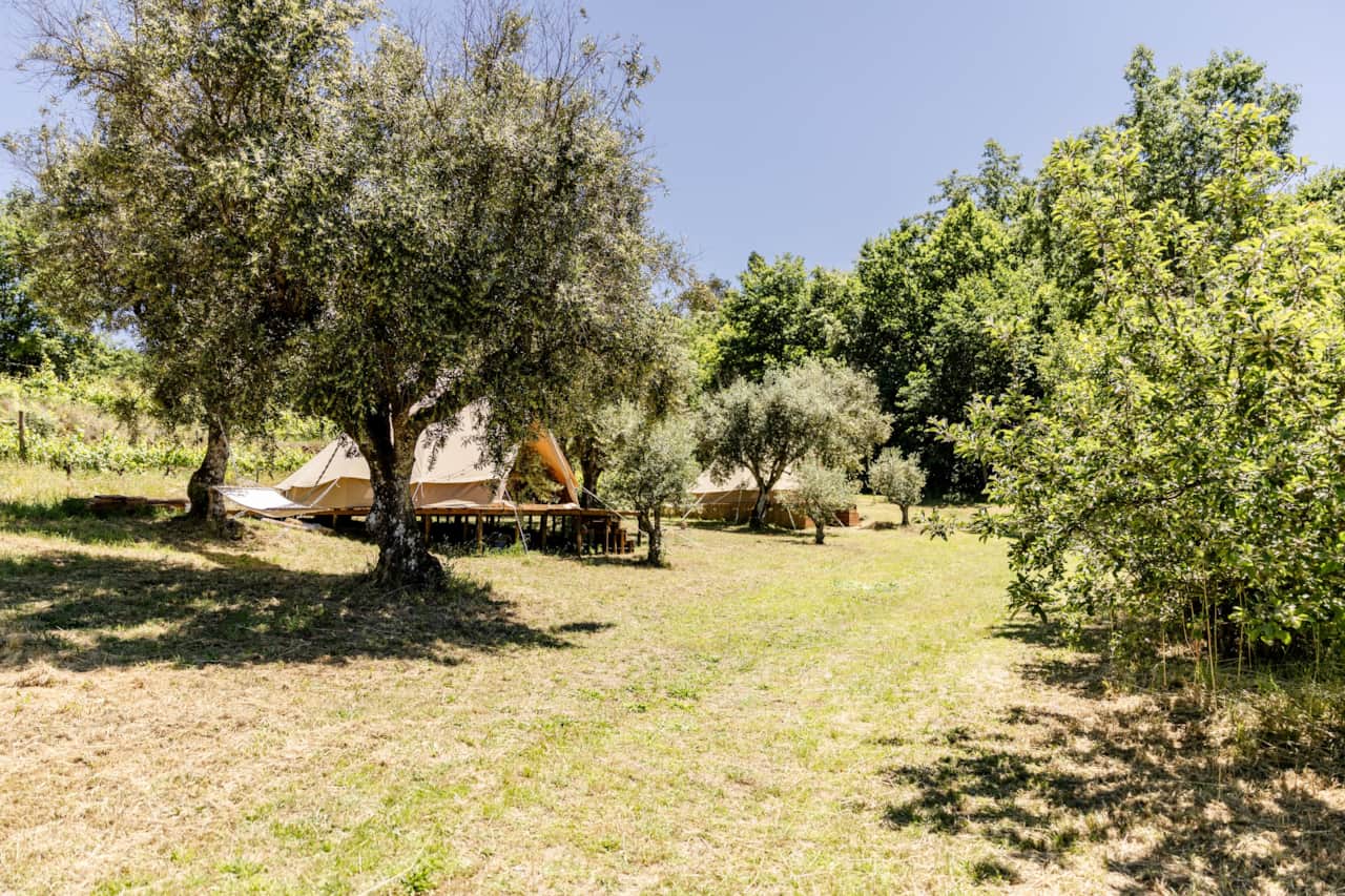 Olive field