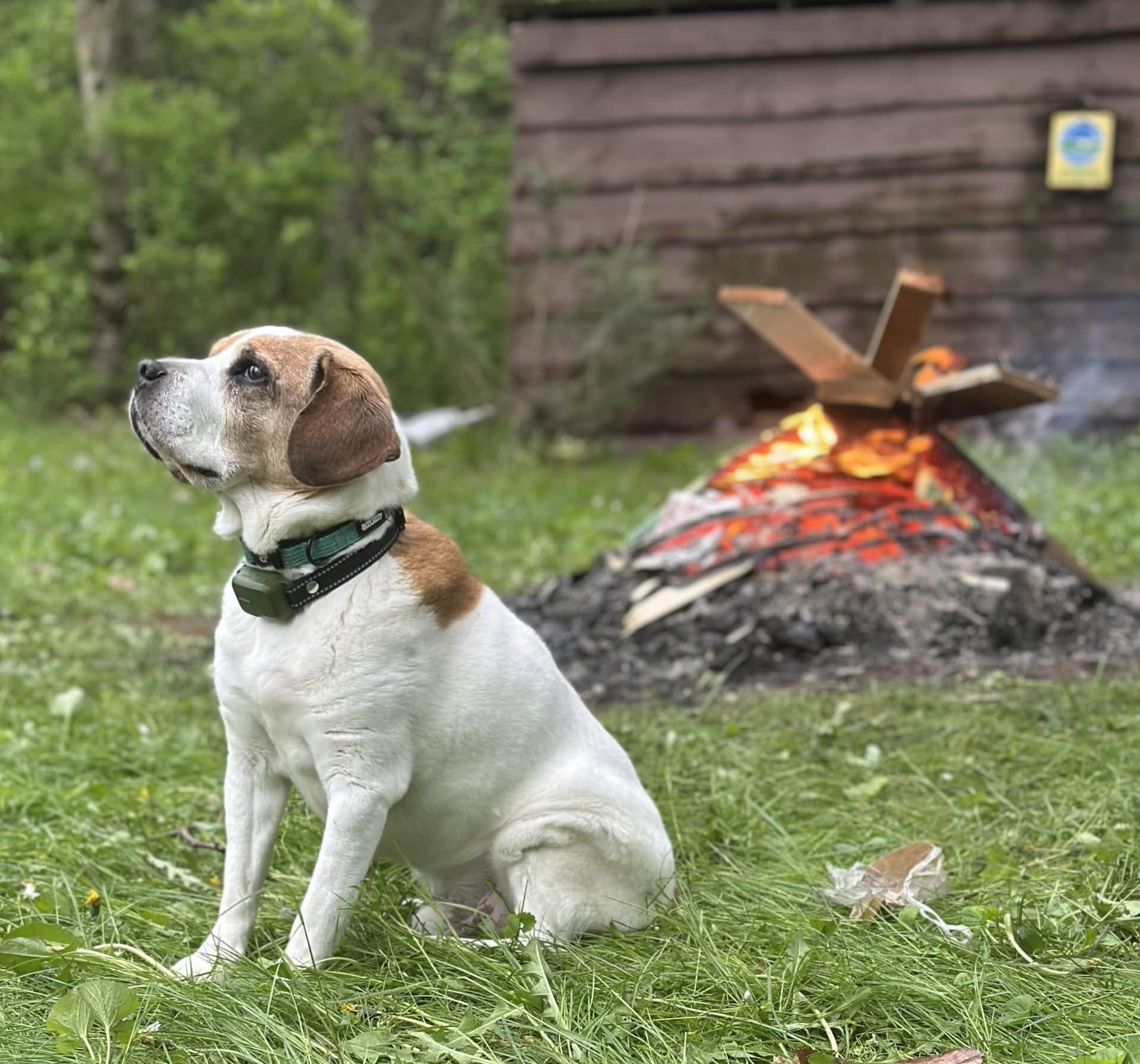 Stewie at Camp Foothills