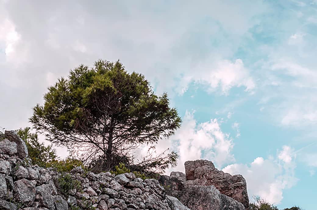 Pine tree