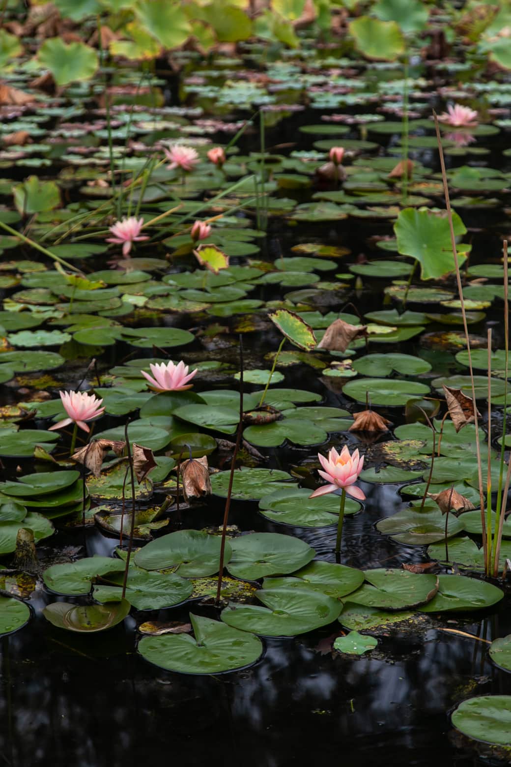 The lillies grace the pond all year around while the lotus come out in summer The lillies grace the pond all year around while the lotus come out in summer