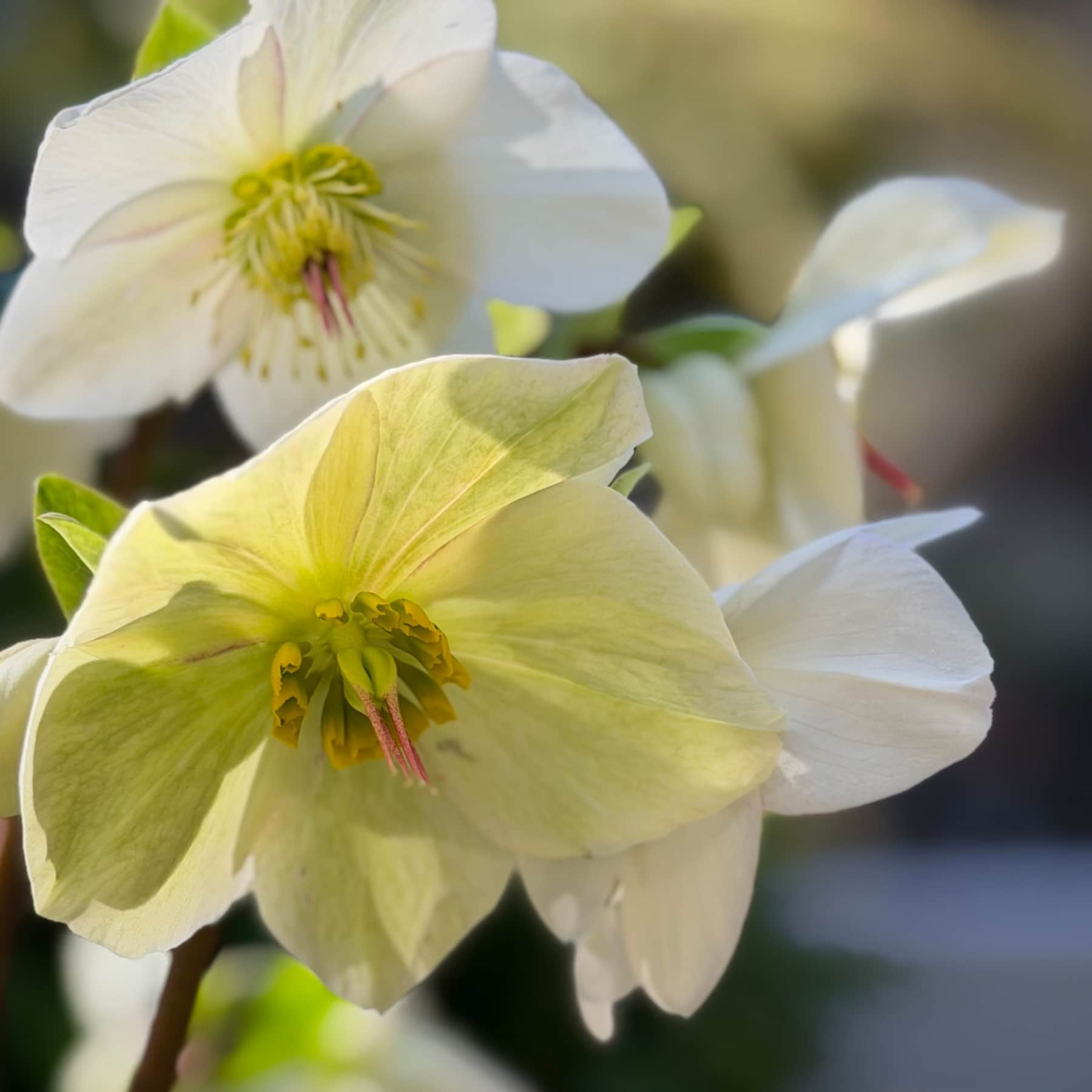 Helebores