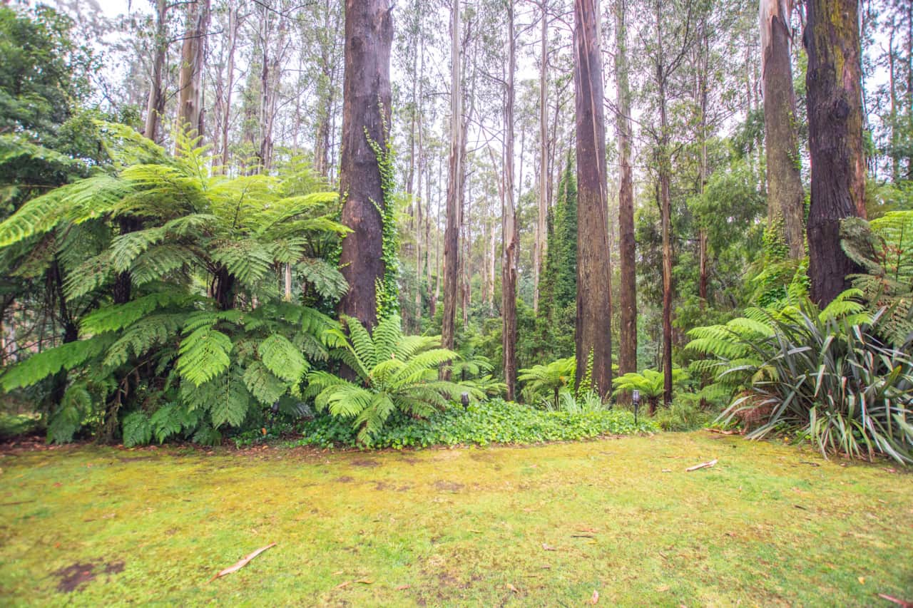 A rainforest oasis 