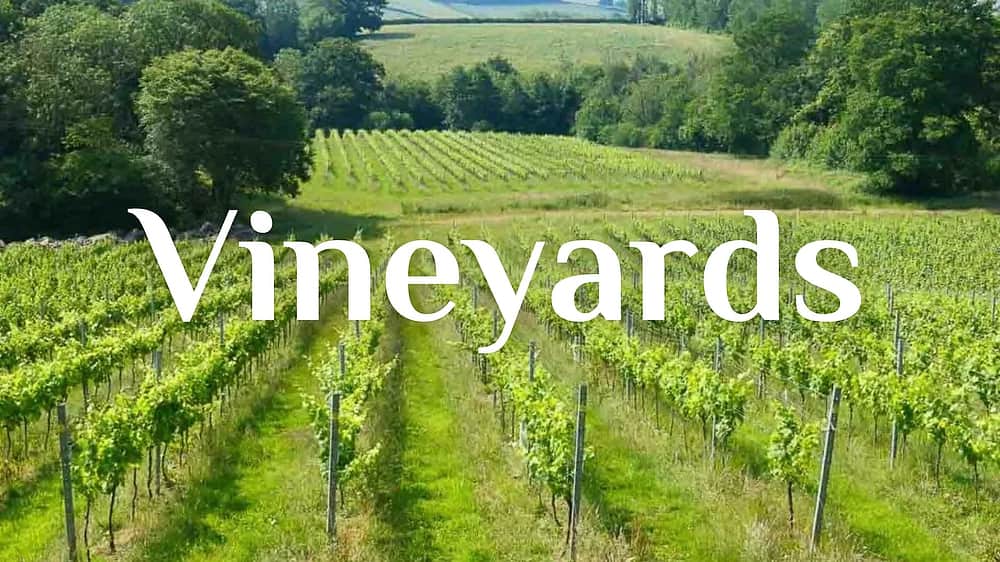 Vineyards