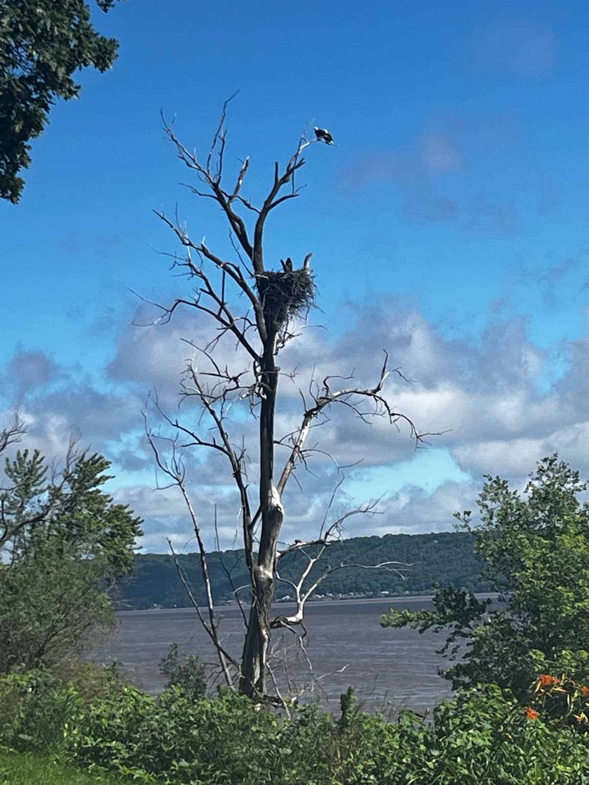 Wildlife Returns