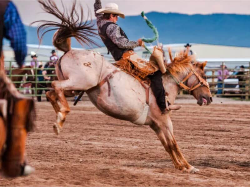 Good, old-fashioned fun, laid-back, and value-packed! Rodeo every Friday from mid June to mid August.
See link for more information
https://tetonvalleyrodeo.com