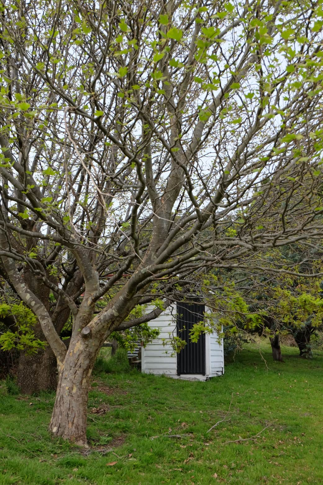 Dairy Shed