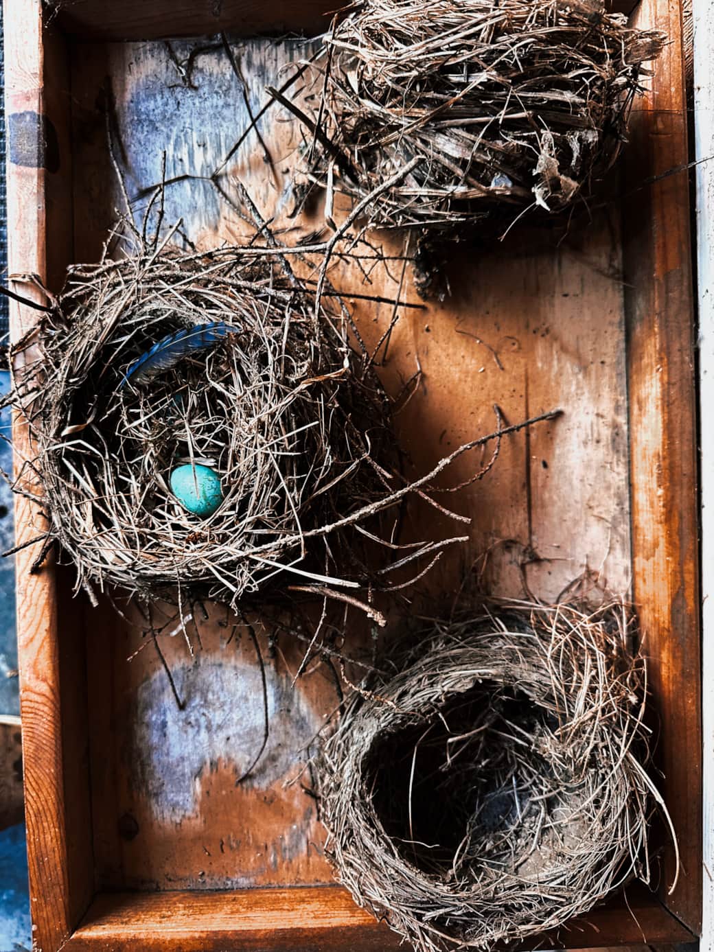 Collections of bird nests-Goat BarnStudio. Collections of bird nests-Goat BarnStudio.