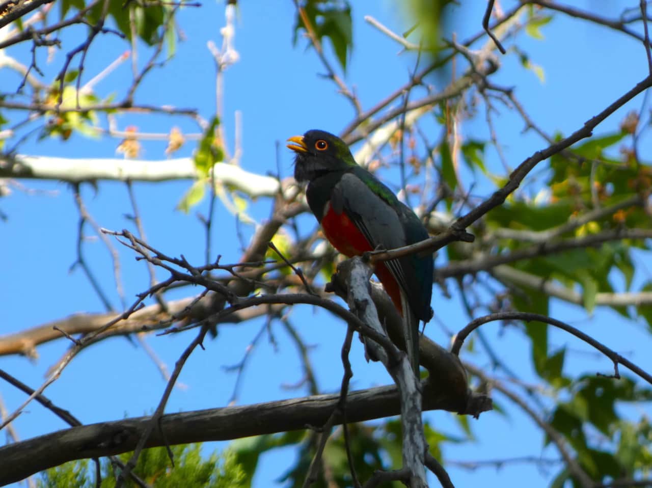 Elegant Trogon on the property