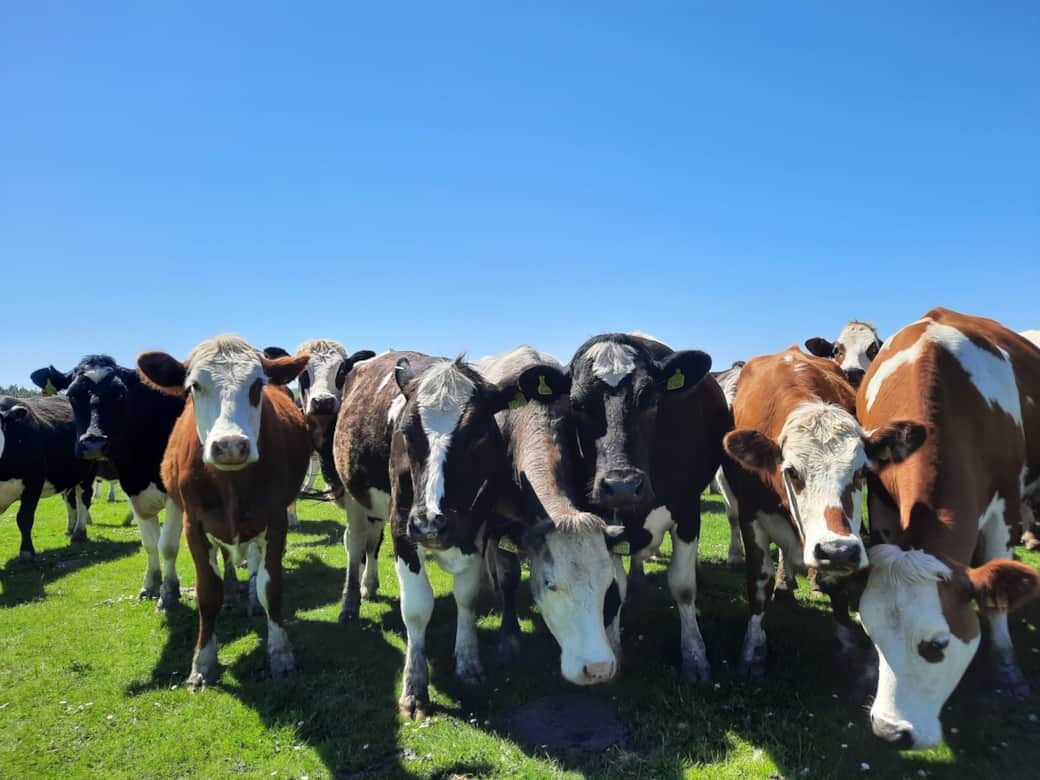 Cows