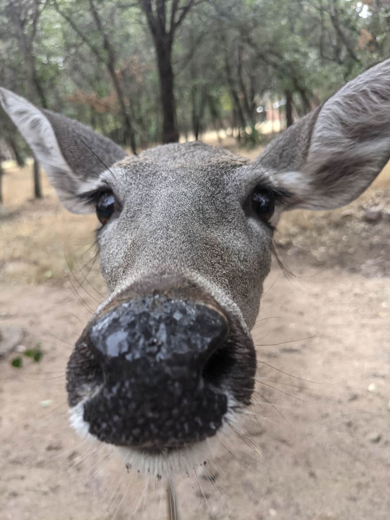 Hello!  The deer do not know about personal space.