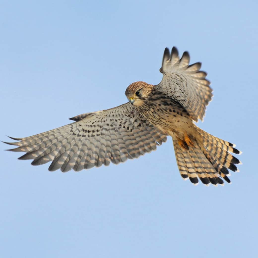 117817030 10156298990122614 3695229059785307398 n 117817030 10156298990122614 3695229059785307398 n