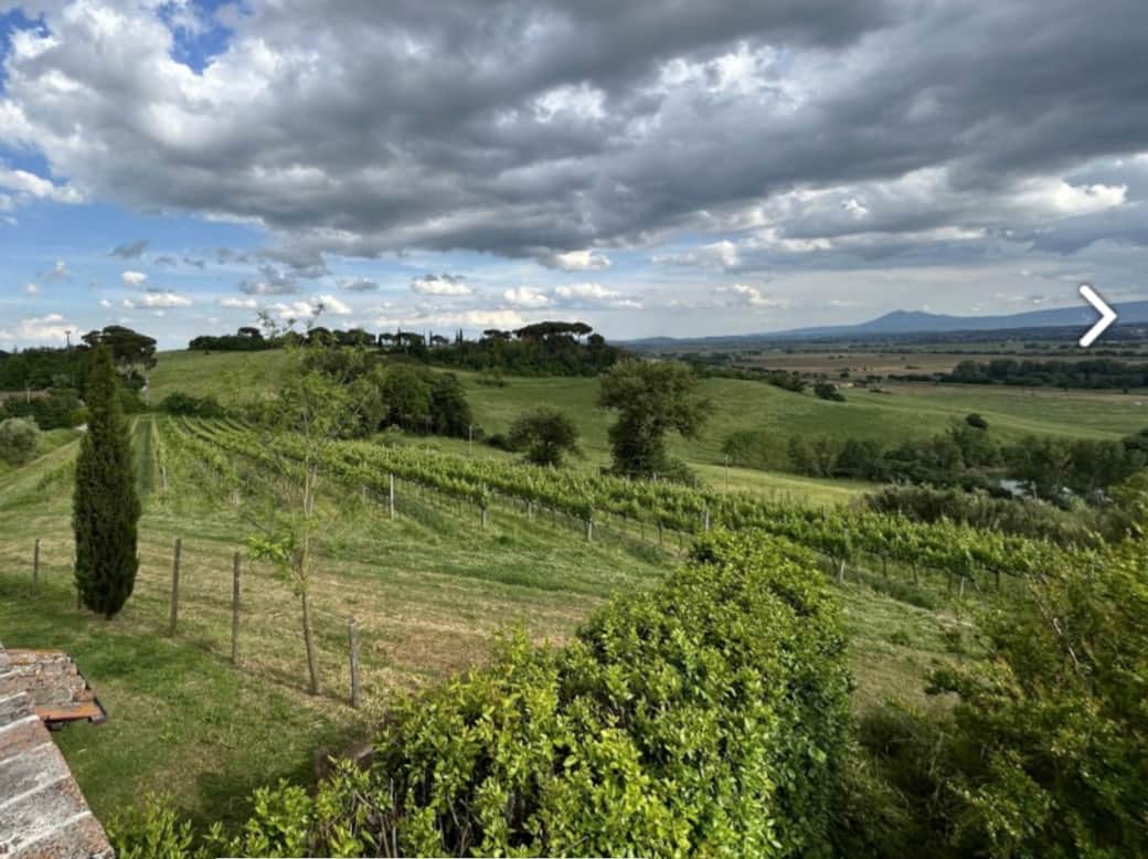 Vineyard