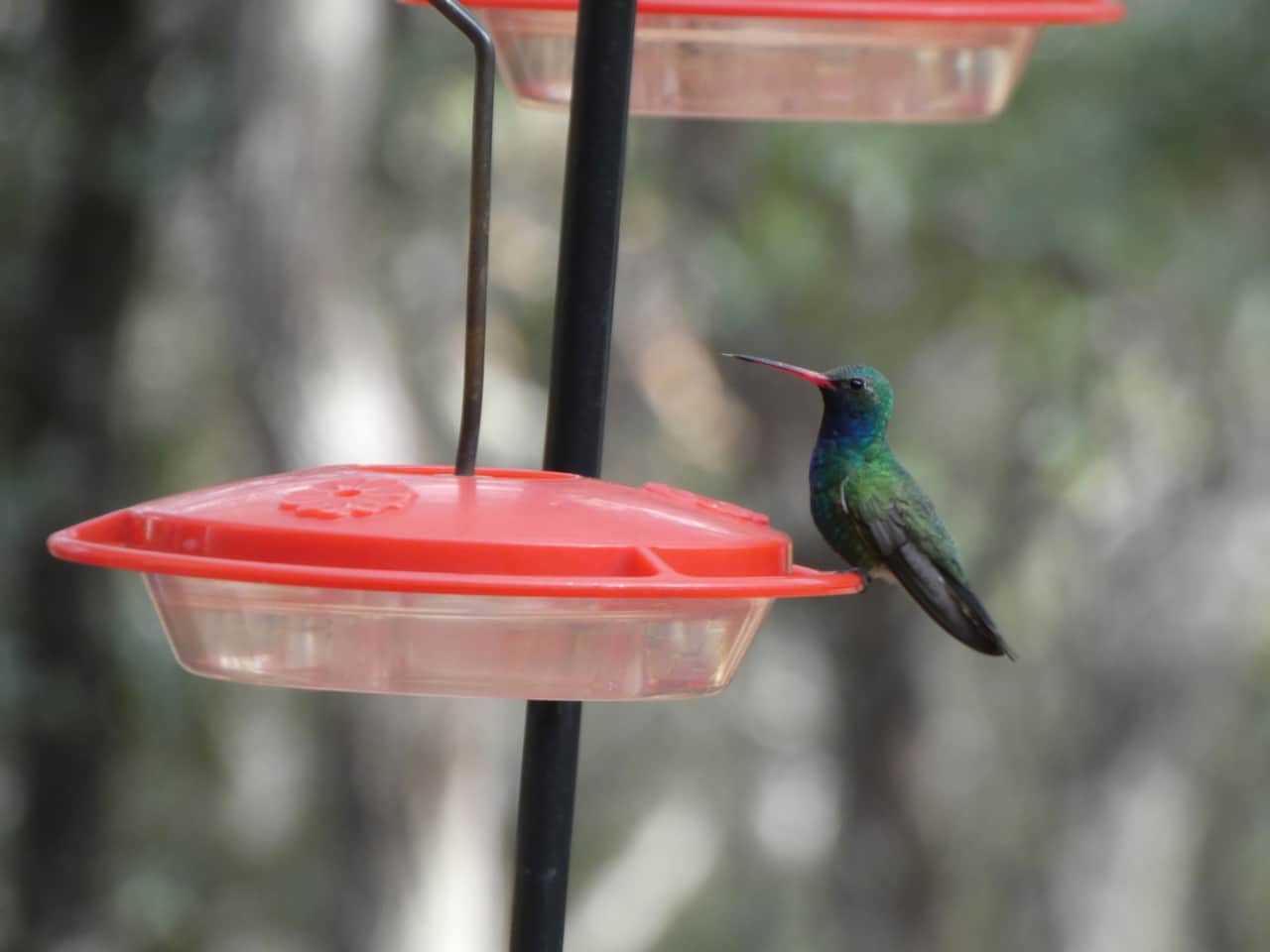 This Broad Billed Hummingbird was seen here Christmas week at the Hummingbird Cabin.