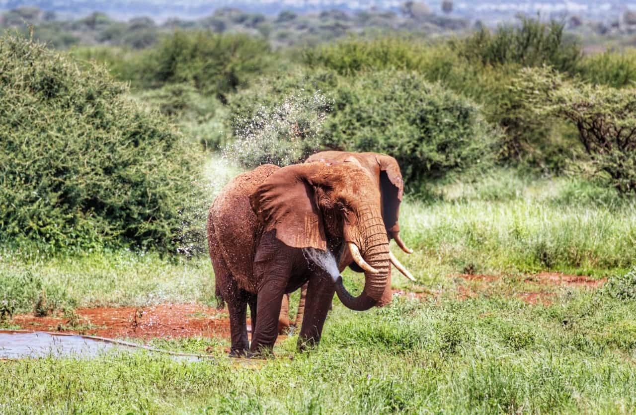 Watering hole of Main Camp