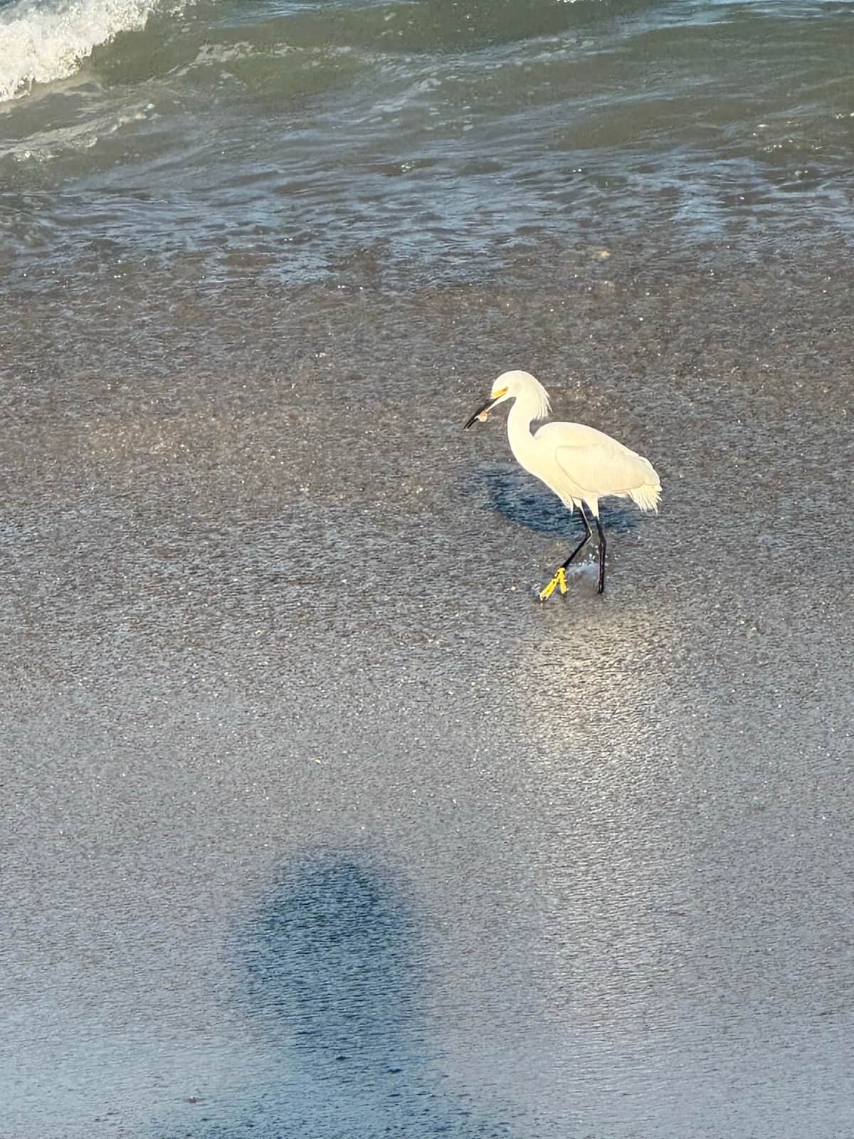 White egret walking on the wet sand at the water's edge on San Pancho beach, Nayarit