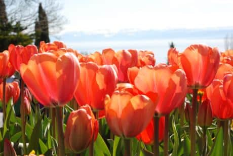 Die Blumeninsel Mainau 