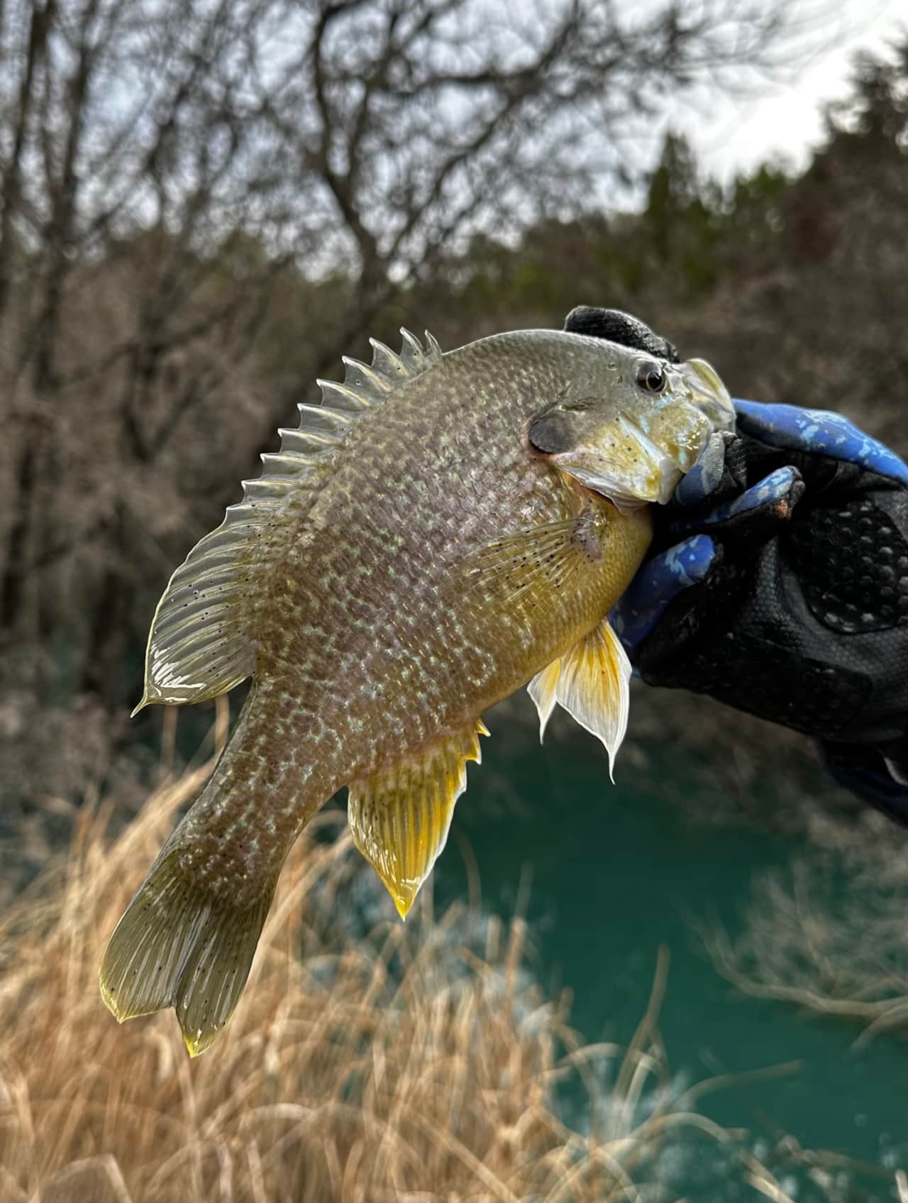 Lake Godstone Bluegill