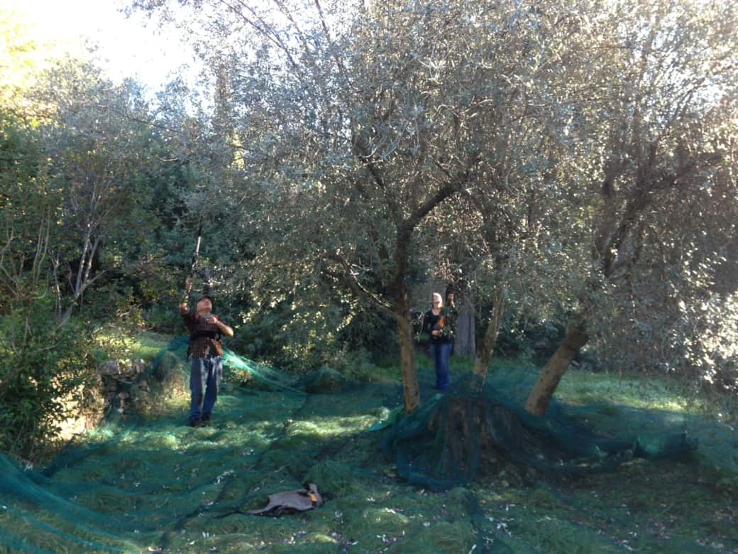 Picking olives