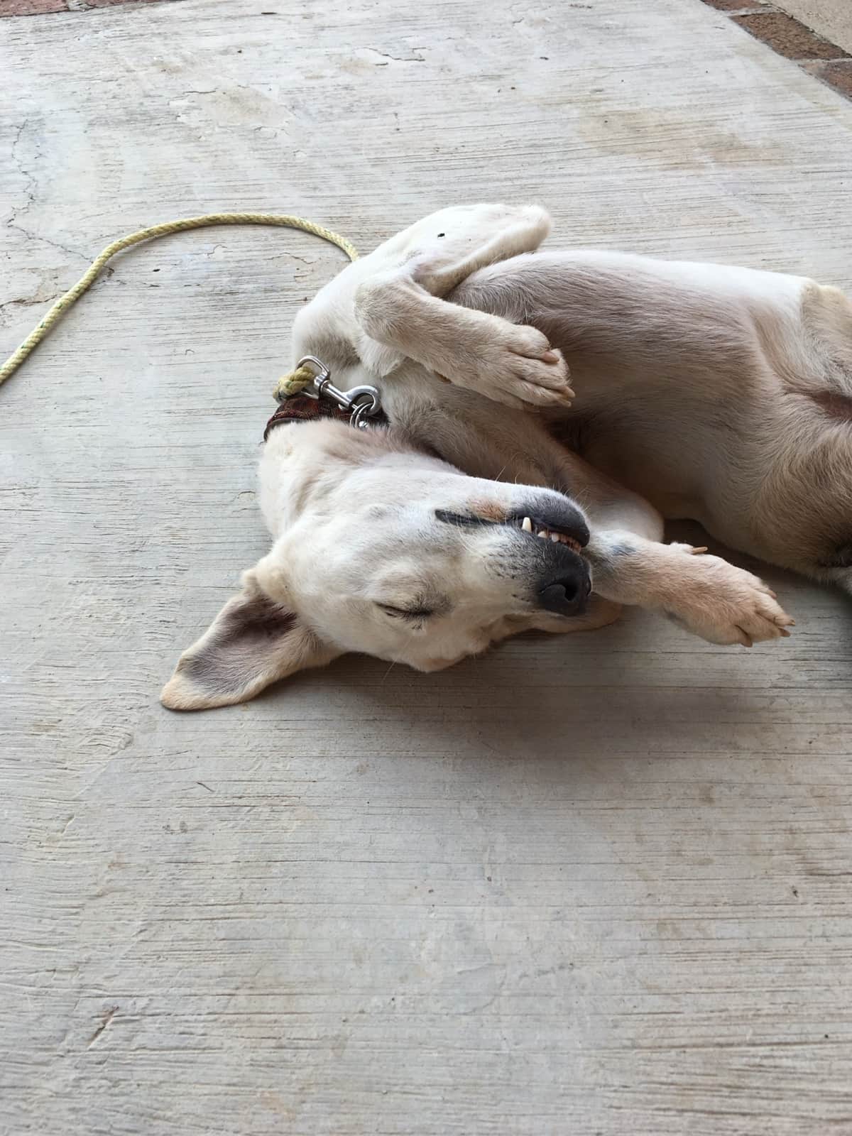Whatsapp, one of the Cerrito Encantado dogs, wet after a dip