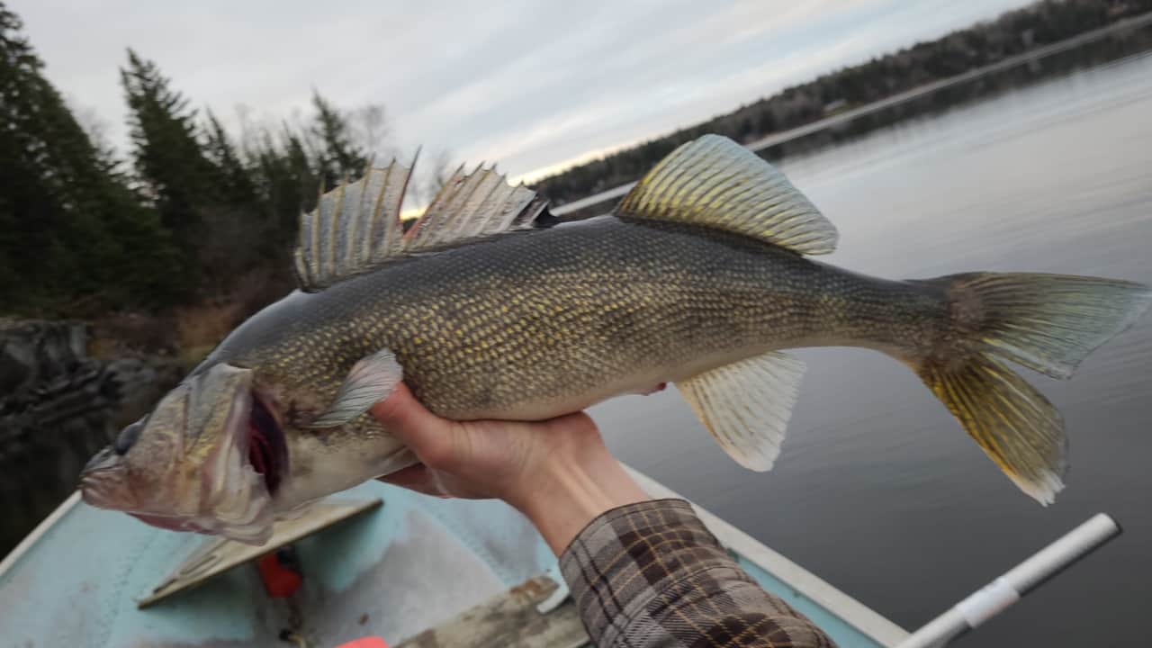 Master Angler Walleye from Bird Lake
