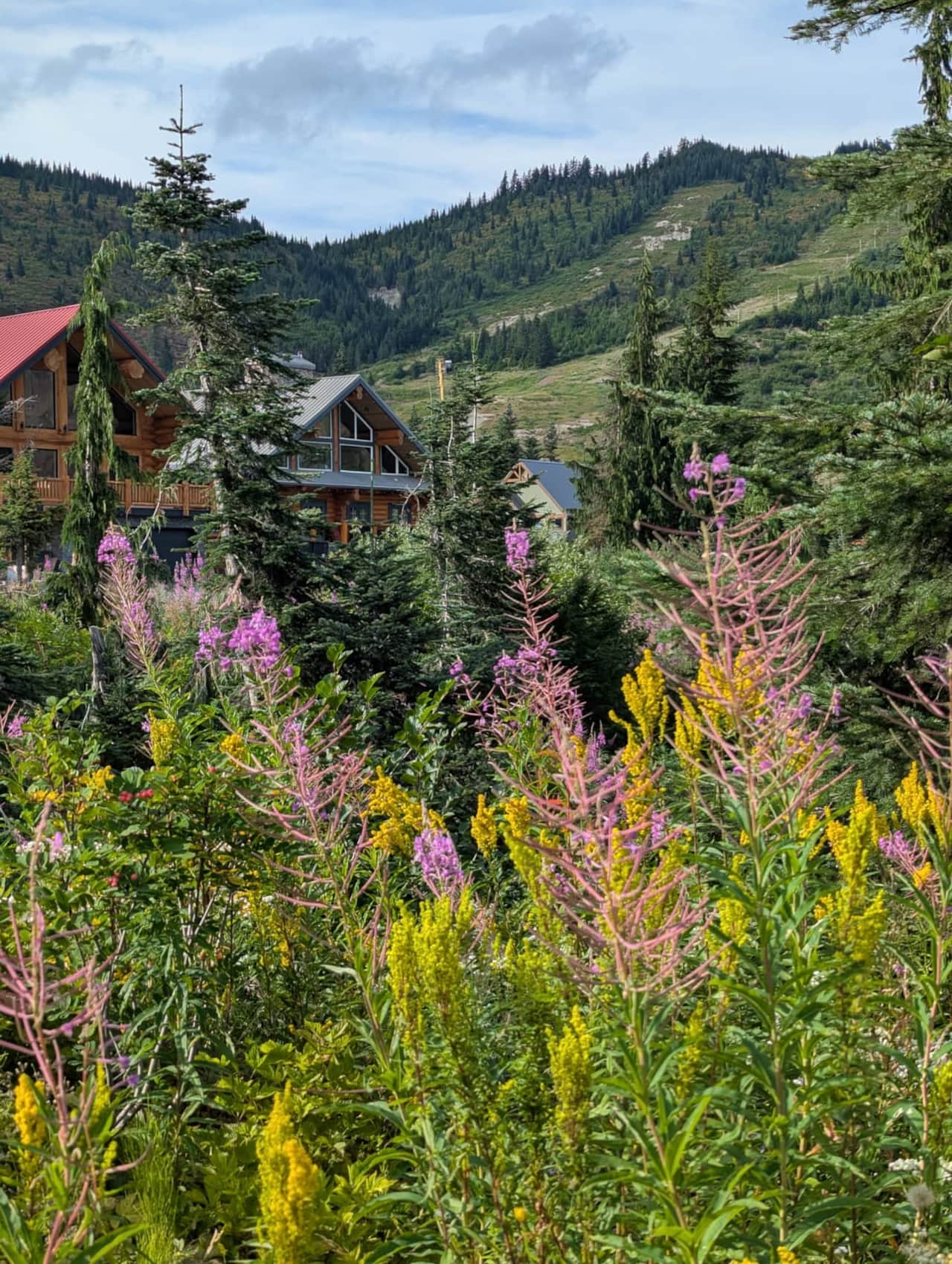 Bear Behind Lodge_Wildflowers_Summer_2025.jpg