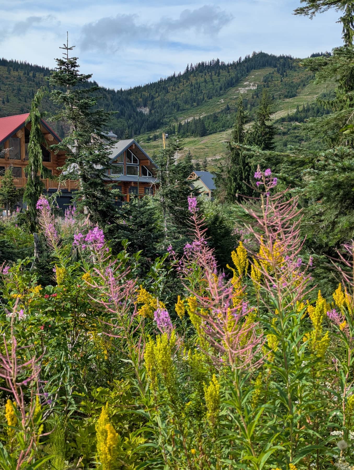 Bear Behind Lodge_Wildflowers_Summer_2025.jpg