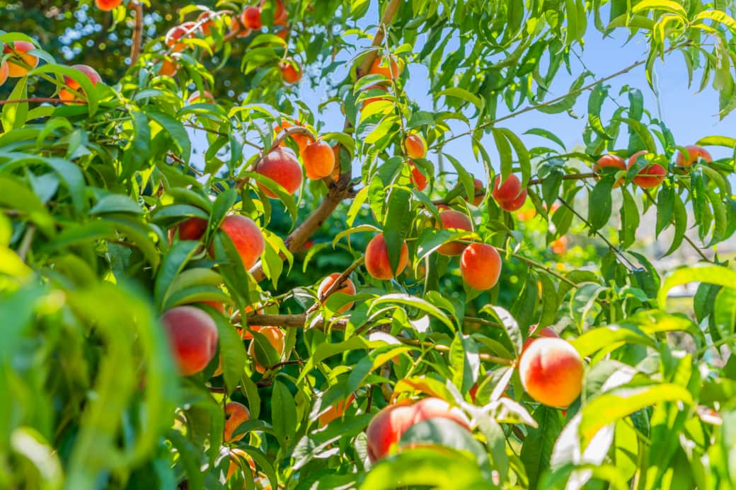 Fresh peaches.