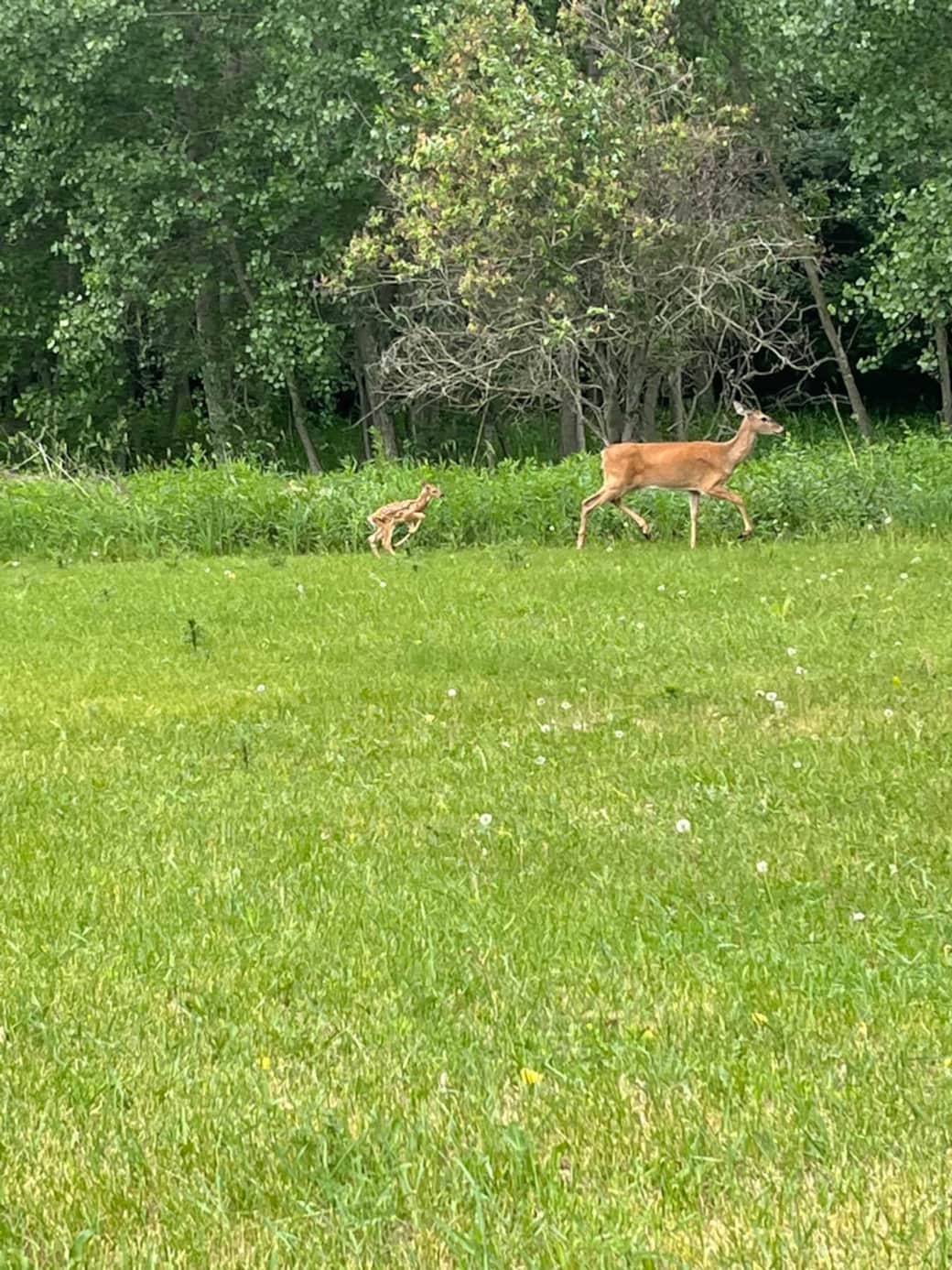 Baby deer spotted in the back yard