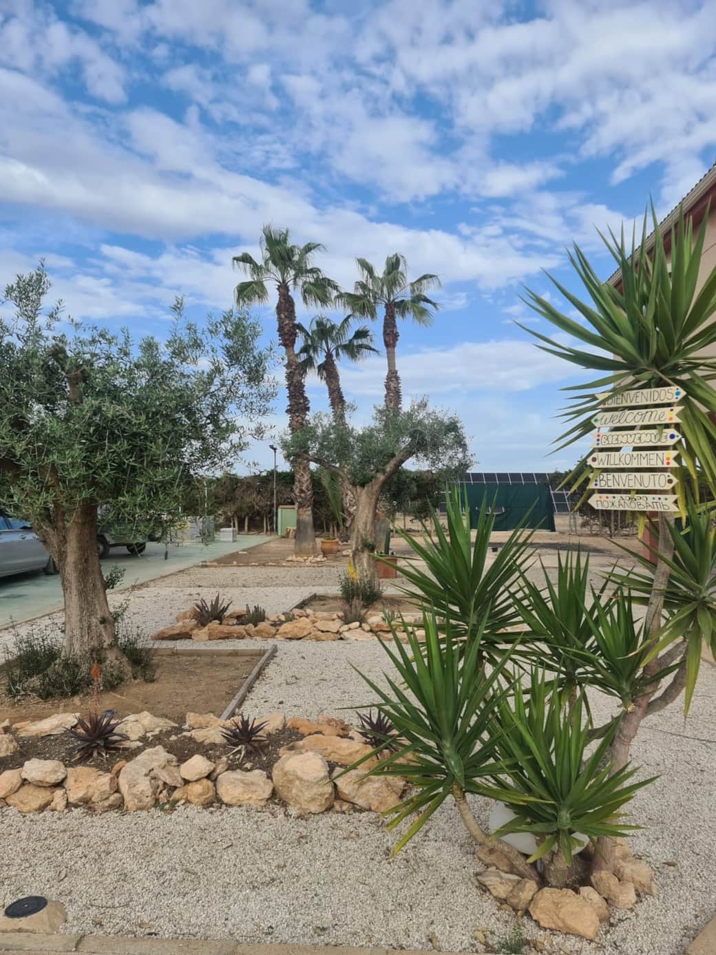 En primer plano la Yuca que da nombre a nuestra casa. Si la observas de cerca sabrás por qué En primer plano la Yuca que da nombre a nuestra casa. Si la observas de cerca sabrás por qué