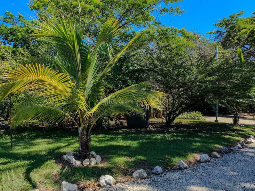 Palmnearrancho