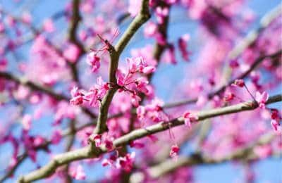 Spring School Holidays at Hunter Valley Gardens, Pokolbin