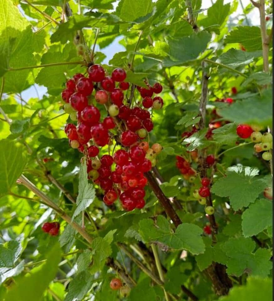 Bedford Holiday Home Garden
