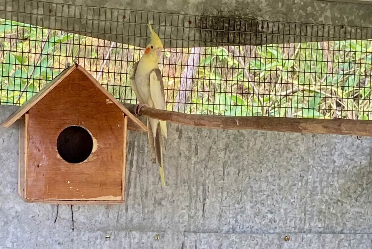 Birds