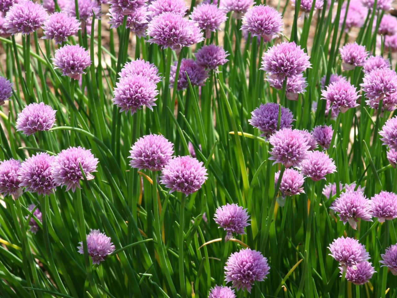 Herb Garden - Fresh Chives