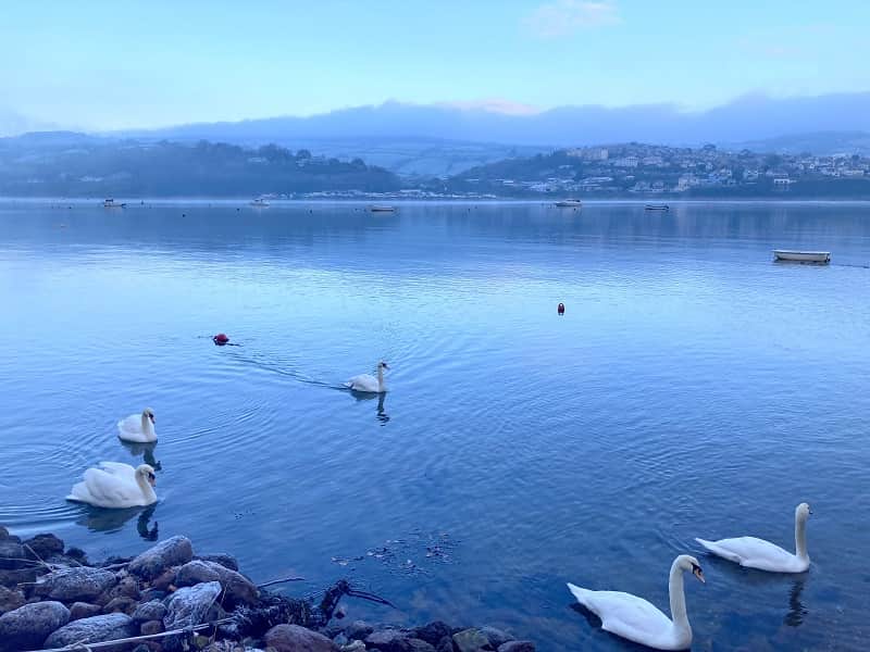 Swans on river Teign, The Rosary ,Shaldon - Copy