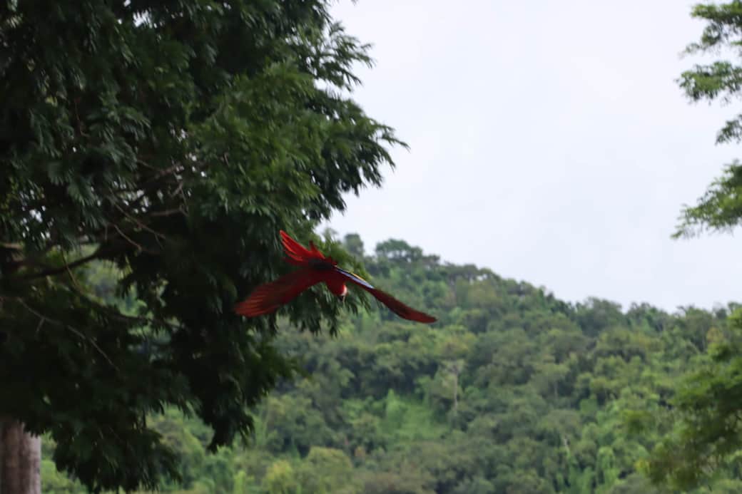 Macaw's fully open Wings 