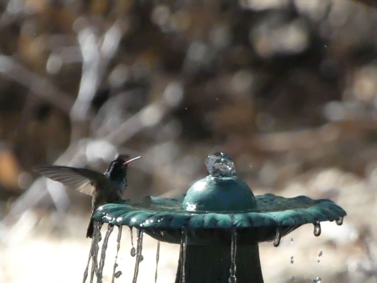 White Eared Hummingbird