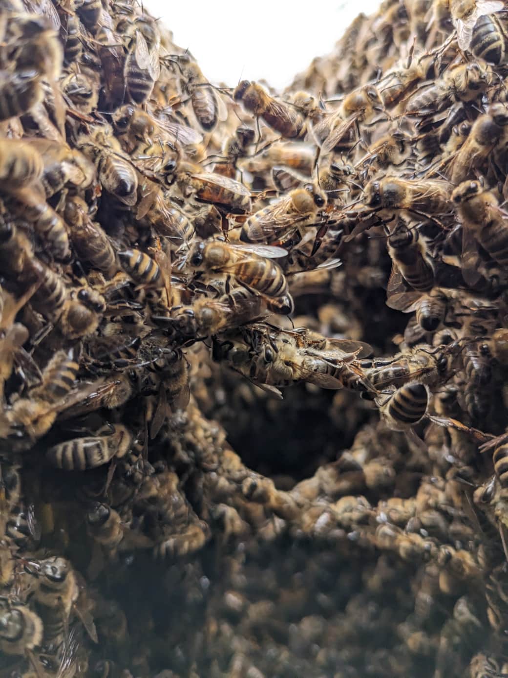 Bienen aus nächster Nähe